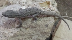 Mediodactylus
