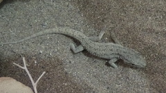 Mediodactylus