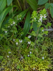 Euphrasia hudsoniana