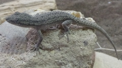 Mediodactylus