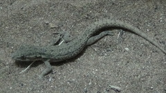 Mediodactylus