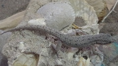 Mediodactylus