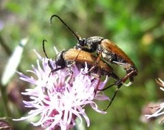 Pedostrangalia pubescens