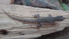 Mediodactylus