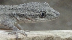 Mediodactylus