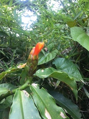 Costus scaber