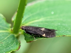 Eulamprotes atrella