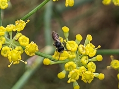 Hylaeus