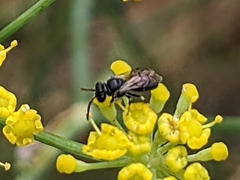 Hylaeus
