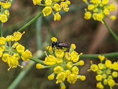 Hylaeus