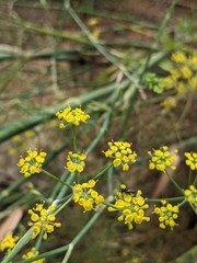 Hylaeus