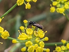 Hylaeus