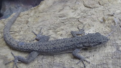 Mediodactylus