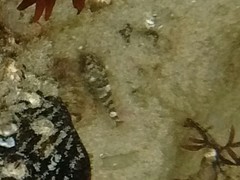 Clinocottus globiceps