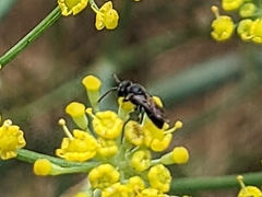 Hylaeus