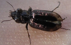 Notiophilus quadripunctatus