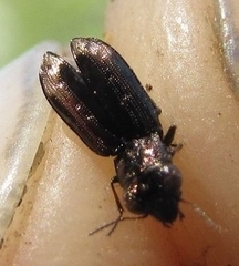 Notiophilus quadripunctatus