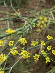Hylaeus