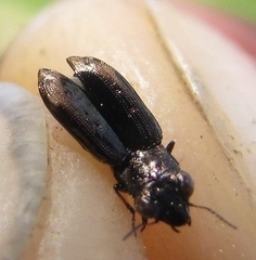 Notiophilus quadripunctatus