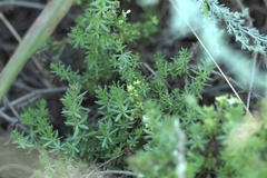 Galium humifusum