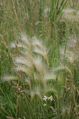 Hordeum jubatum