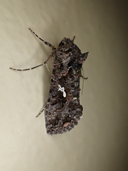 Ctenoplusia limbirena