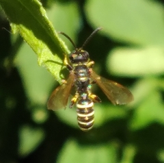 Cerceris nigrescens