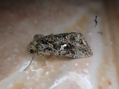 Ctenoplusia limbirena