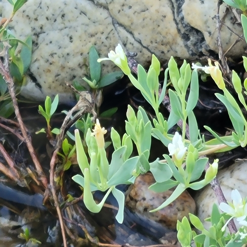 shrubby willowherb (Epilobium suffruticosum)
