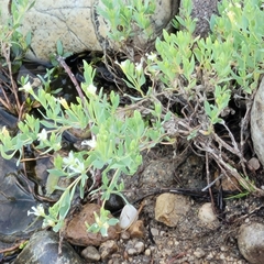 Epilobium suffruticosum