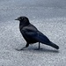 American Crow - Photo (c) timbo742, some rights reserved (CC BY-NC)
