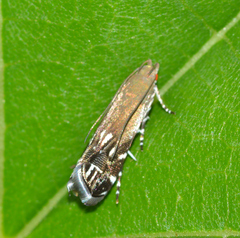 Anacampsis levipedella