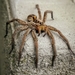 Burrow-living Wolf Spiders - Photo (c) Bodzsár József Bence, some rights reserved (CC BY-NC), uploaded by Bodzsár József Bence
