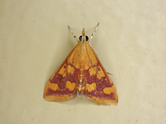 Pyrausta phoenicealis