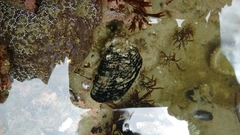 Clinocottus globiceps