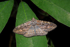 Anisoneura salebrosa