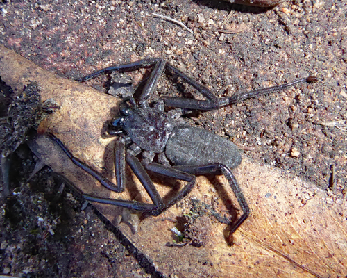 Trachycosmidae