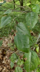 Rhynchosia precatoria