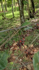 Rhynchosia precatoria