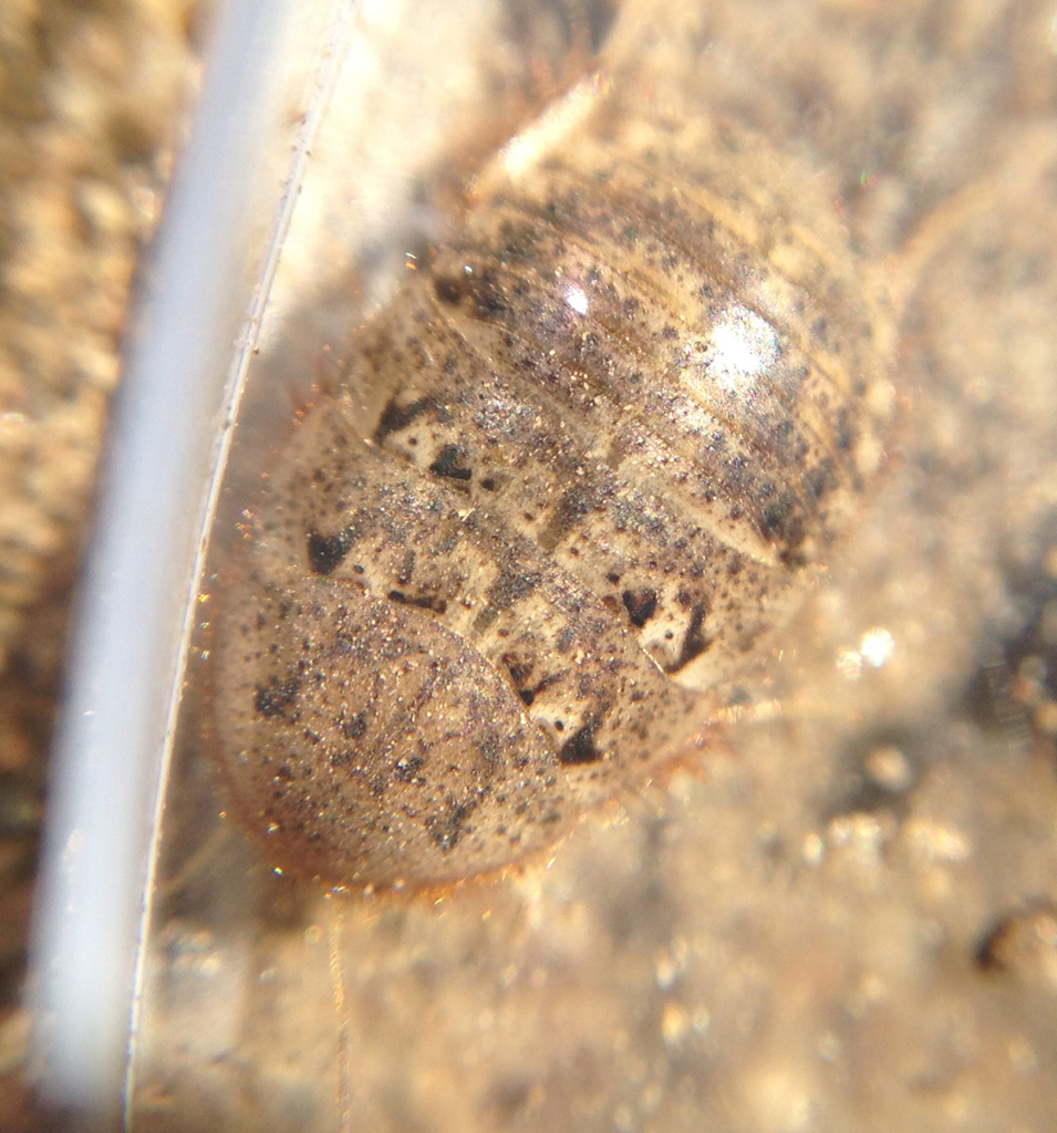 Corydiinae