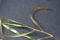 Potamogeton compressus