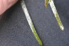 Potamogeton compressus