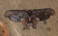 Calledapteryx dryopterata