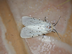 Alpenus investigatorum