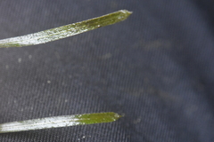 Potamogeton compressus