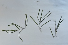 Potamogeton compressus