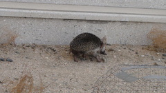 Paraechinus aethiopicus