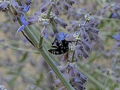 Thyreus