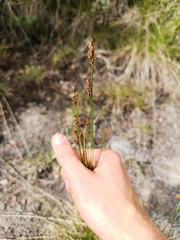 Carex simpliciuscula