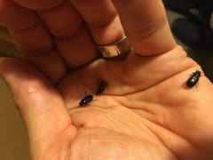 Acrossidius tasmaniae